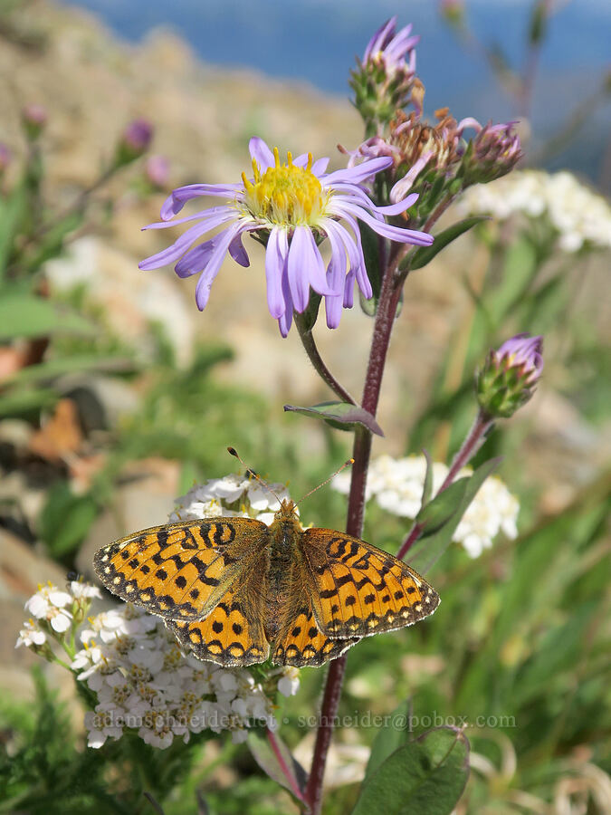 Mormon fritillary butterfly on leafy-bract aster (Speyeria mormonia, Symphyotrichum foliaceum (Aster foliaceus)) [Skyline Divide, Mt. Baker Wilderness, Whatcom County, Washington]