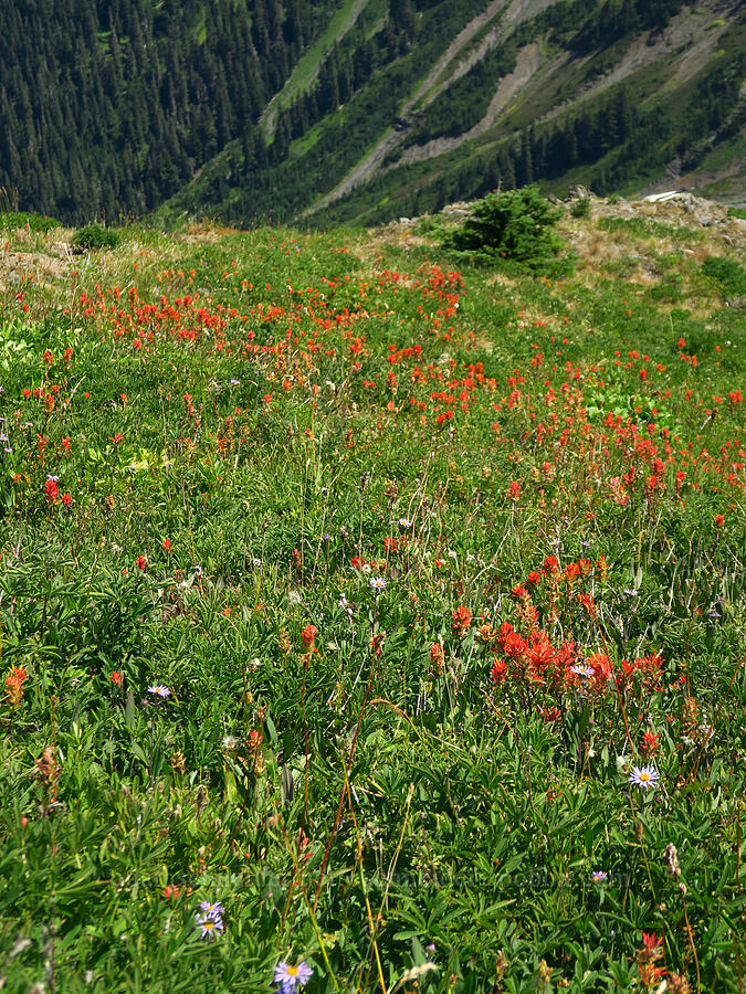 scarlet paintbrush (Castilleja miniata) [Skyline Divide, Mt. Baker Wilderness, Whatcom County, Washington]