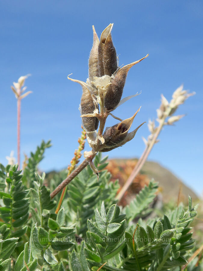 yellow locoweed seed pods (Oxytropis campestris var. spicata (Oxytropis monticola)) [Skyline Divide, Mt. Baker Wilderness, Whatcom County, Washington]