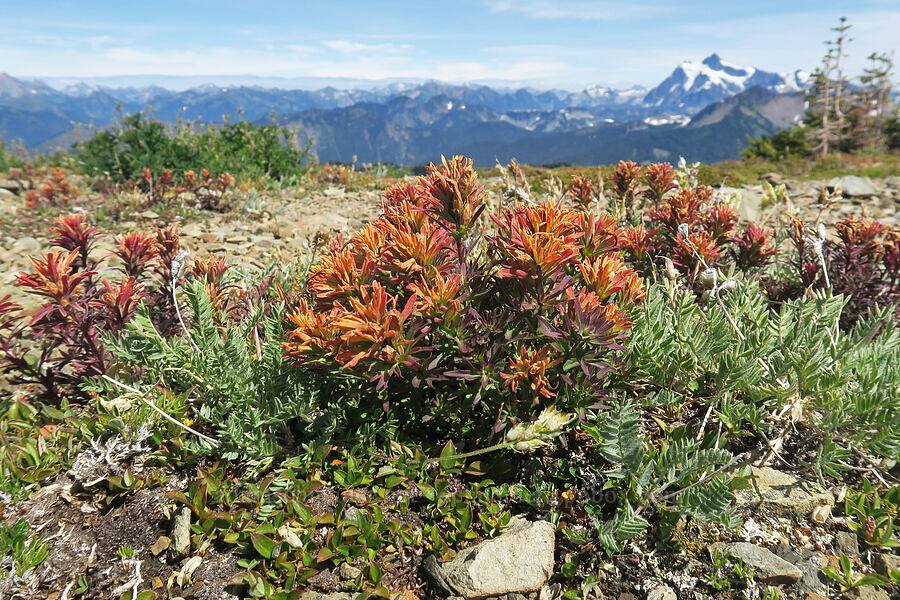 cliff paintbrush (Castilleja rupicola) [Skyline Divide, Mt. Baker Wilderness, Whatcom County, Washington]
