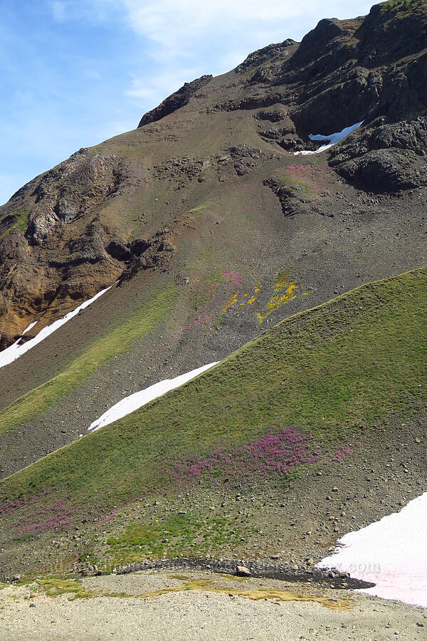 distant fireweed & monkeyflower (Chamerion latifolium (Chamaenerion latifolium) (Epilobium latifolium), Erythranthe caespitosa (Mimulus caespitosus)) [Chowder Ridge, Mt. Baker Wilderness, Whatcom County, Washington]