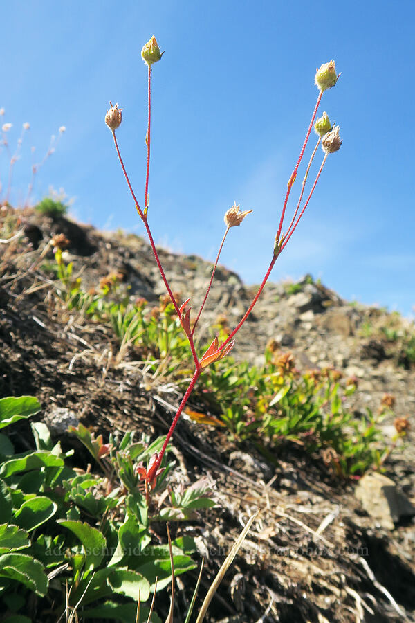 blue-leaf cinquefoil, going to seed (Potentilla glaucophylla (Potentilla diversifolia var. glaucophylla)) [Chowder Ridge, Mt. Baker Wilderness, Whatcom County, Washington]