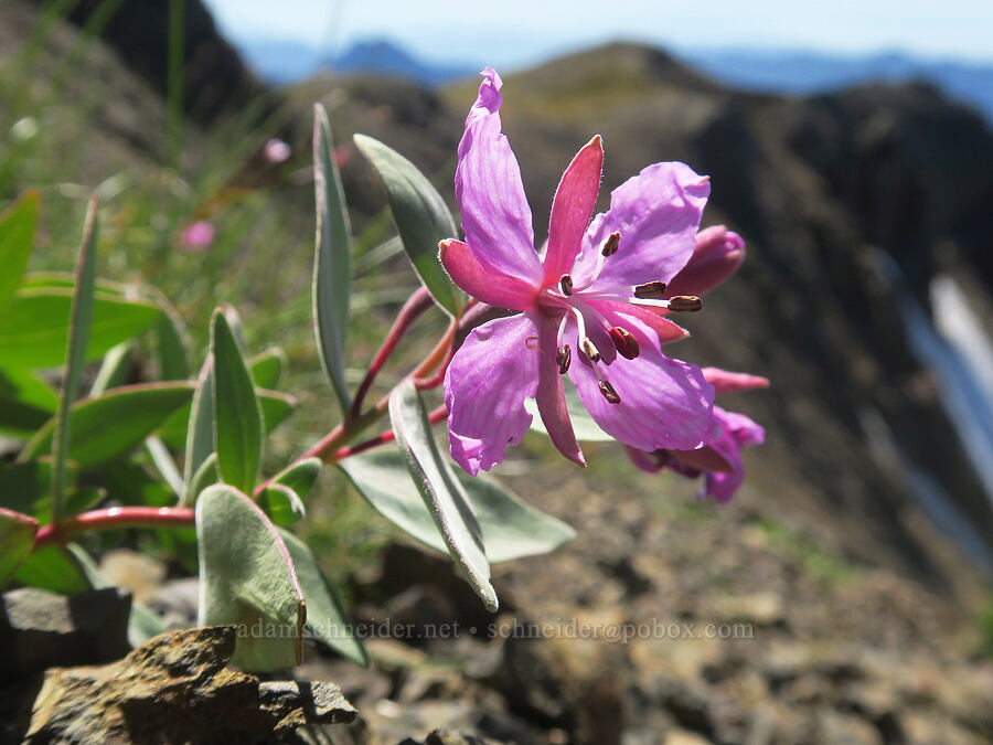 broad-leaf fireweed (Chamerion latifolium (Chamaenerion latifolium) (Epilobium latifolium)) [Chowder Ridge, Mt. Baker Wilderness, Whatcom County, Washington]