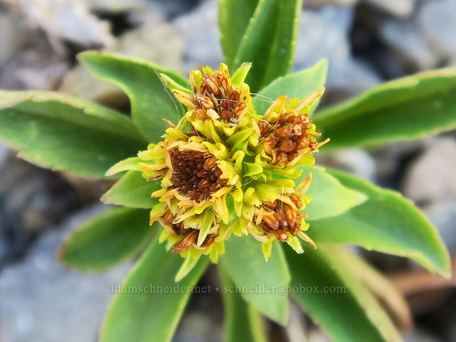 northern goldenrod, budding (Solidago multiradiata) [Chowder Ridge, Mt. Baker Wilderness, Whatcom County, Washington]