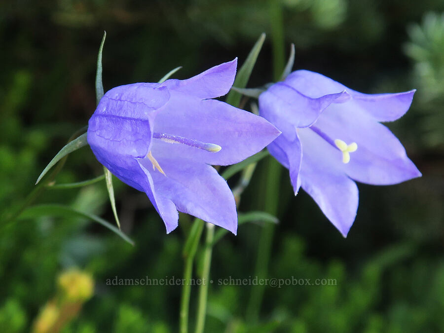 harebells (Campanula petiolata (Campanula rotundifolia)) [Chowder Ridge, Mt. Baker Wilderness, Whatcom County, Washington]