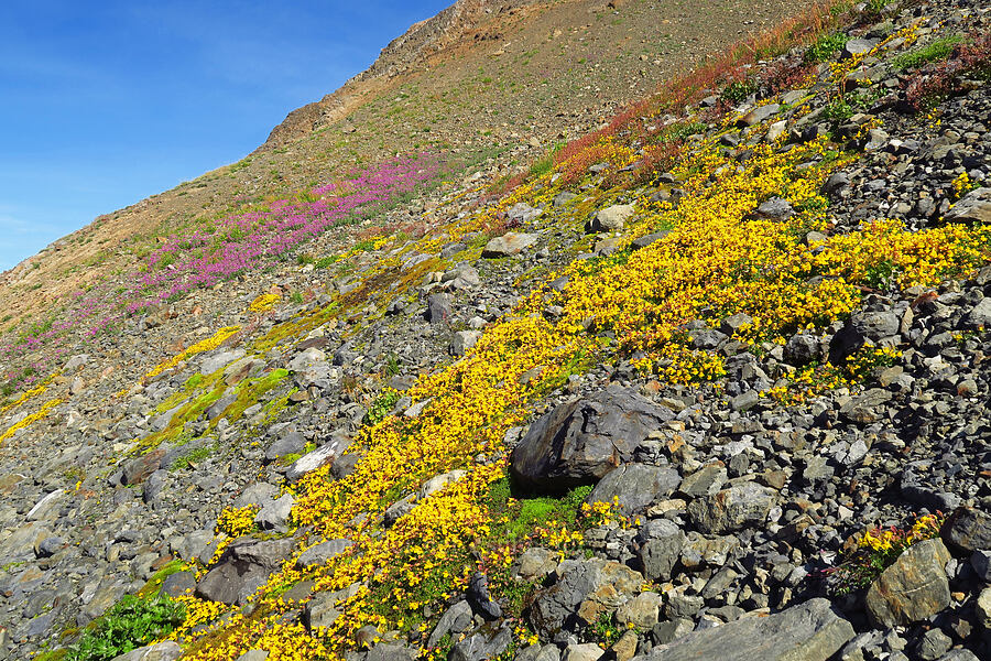 subalpine monkeyflower & broad-leaf fireweed (Erythranthe caespitosa (Mimulus caespitosus), Chamerion latifolium (Chamaenerion latifolium) (Epilobium latifolium)) [Chowder Ridge, Mt. Baker Wilderness, Whatcom County, Washington]
