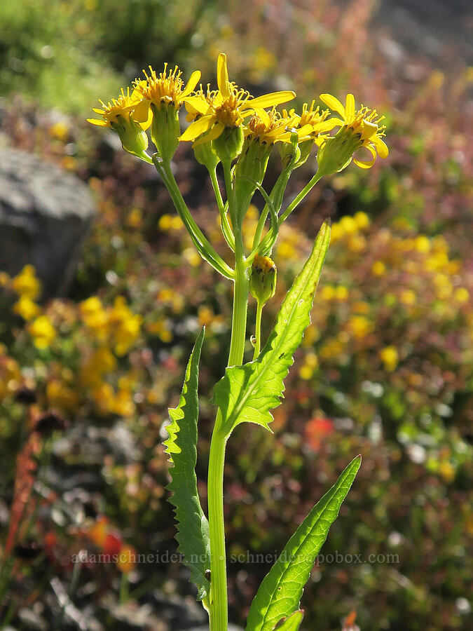 arrow-leaf groundsel (Senecio triangularis) [Chowder Ridge, Mt. Baker Wilderness, Whatcom County, Washington]