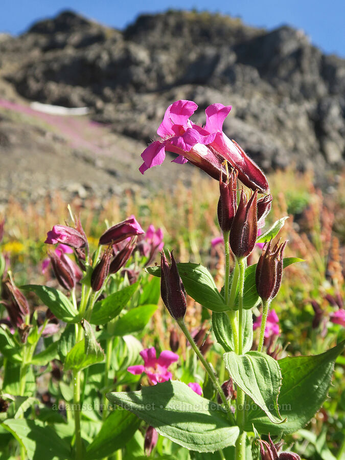 Lewis' monkeyflower (Erythranthe lewisii (Mimulus lewisii)) [Chowder Ridge, Mt. Baker Wilderness, Whatcom County, Washington]