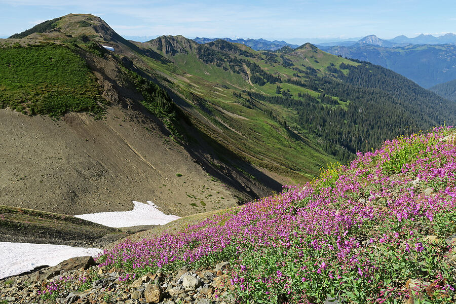 broad-leaf fireweed (Chamerion latifolium (Chamaenerion latifolium) (Epilobium latifolium)) [Chowder Ridge, Mt. Baker Wilderness, Whatcom County, Washington]