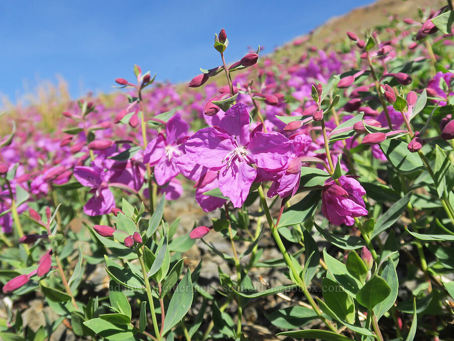 broad-leaf fireweed (Chamerion latifolium (Chamaenerion latifolium) (Epilobium latifolium)) [Chowder Ridge, Mt. Baker Wilderness, Whatcom County, Washington]