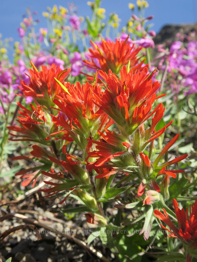 cliff paintbrush (Castilleja rupicola) [Chowder Ridge, Mt. Baker Wilderness, Whatcom County, Washington]
