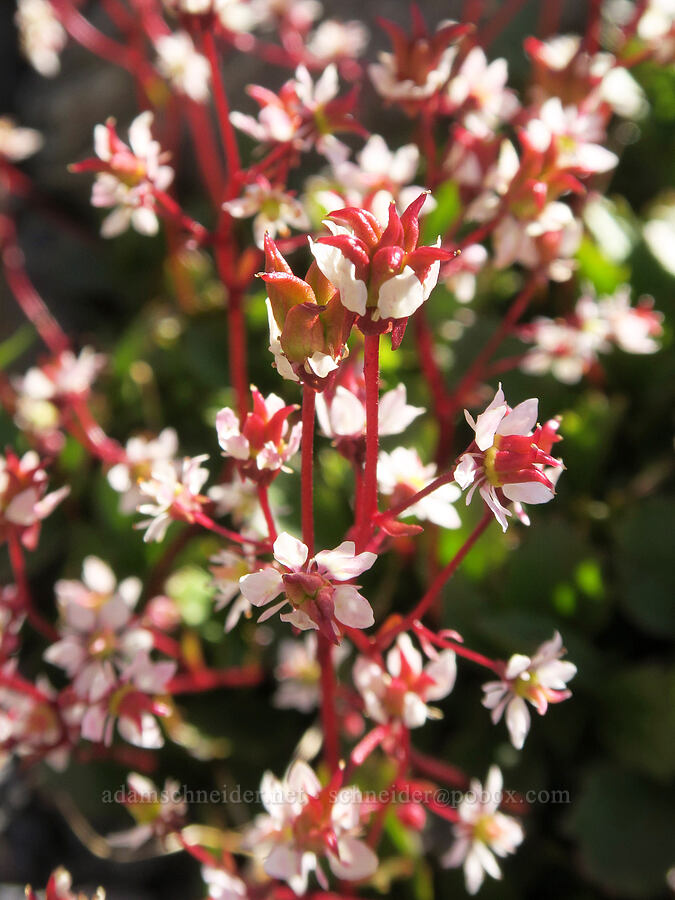 Lyall's red-stem saxifrage (Micranthes lyallii (Saxifraga lyallii)) [Chowder Ridge, Mt. Baker Wilderness, Whatcom County, Washington]