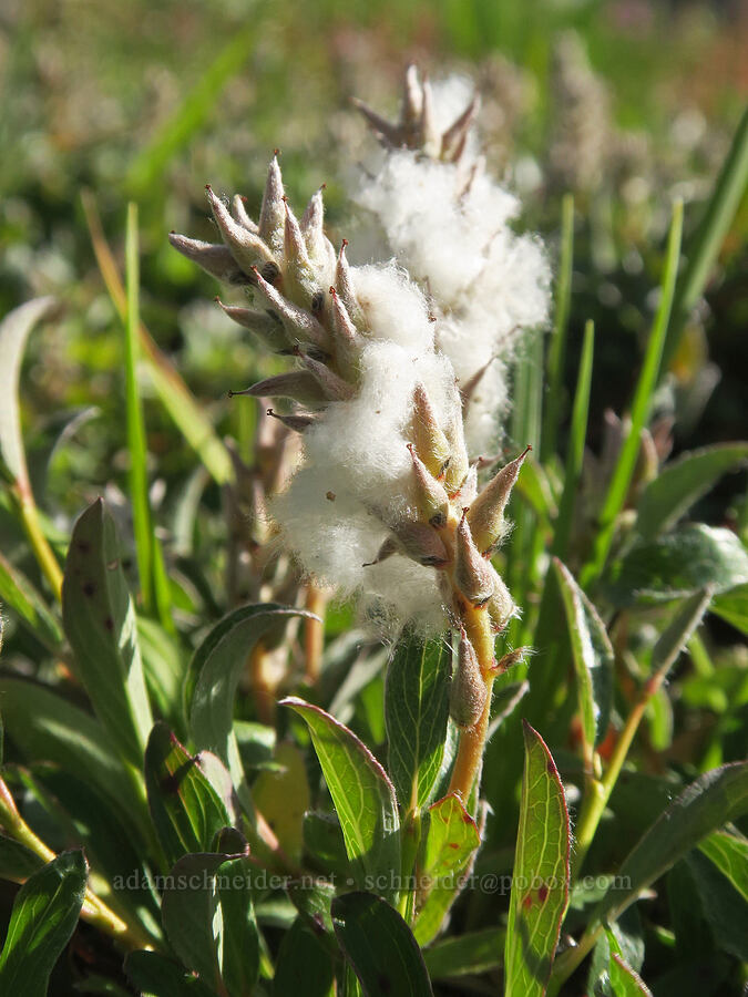Cascade willow (Salix cascadensis) [Chowder Ridge, Mt. Baker Wilderness, Whatcom County, Washington]