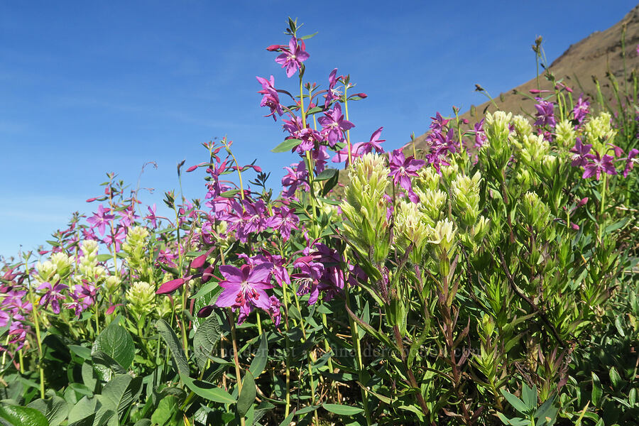 white paintbrush & broad-leaf fireweed (Castilleja parviflora var. albida, Chamerion latifolium (Chamaenerion latifolium) (Epilobium latifolium)) [Chowder Ridge, Mt. Baker Wilderness, Whatcom County, Washington]