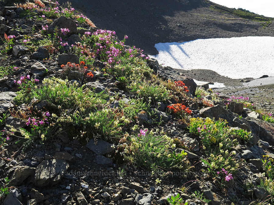 wildflowers [Chowder Ridge, Mt. Baker Wilderness, Whatcom County, Washington]