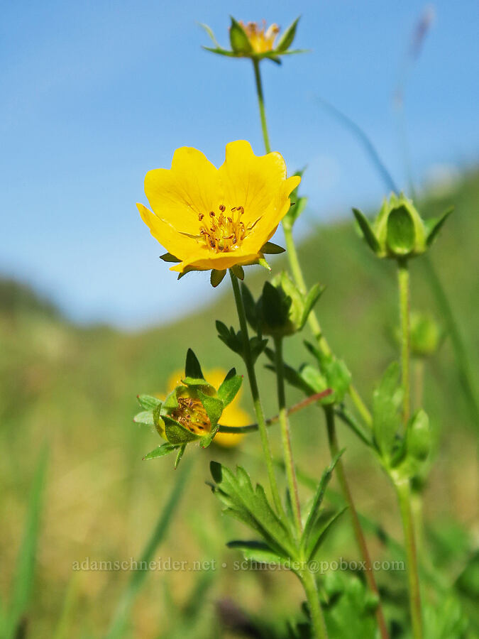 fan-leaf cinquefoil (Potentilla flabellifolia) [Skyline Divide, Mt. Baker Wilderness, Whatcom County, Washington]