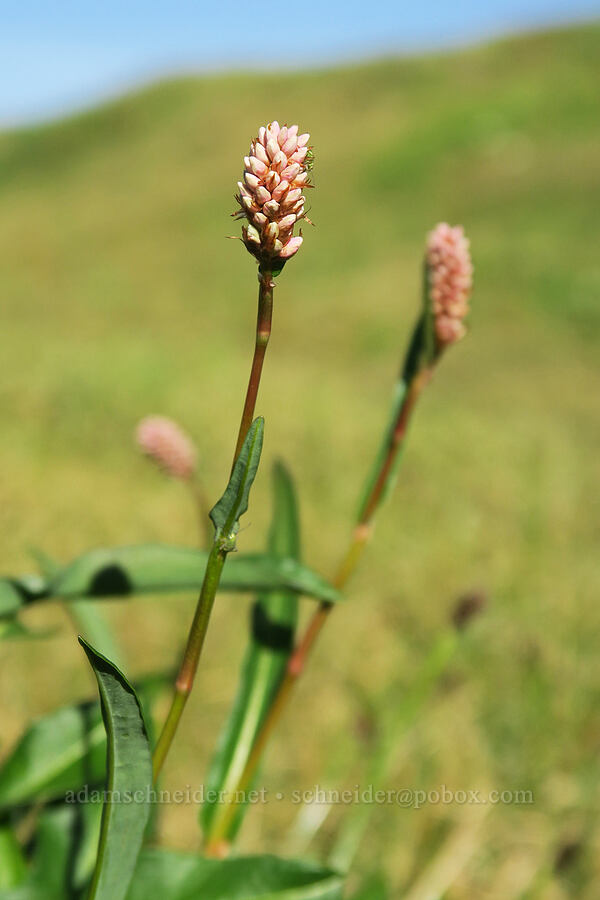 western bistort, budding (Bistorta bistortoides (Polygonum bistortoides)) [Skyline Divide, Mt. Baker Wilderness, Whatcom County, Washington]