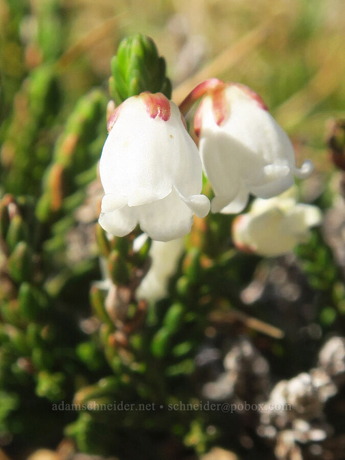 white mountain heather (Cassiope mertensiana) [Skyline Divide, Mt. Baker Wilderness, Whatcom County, Washington]