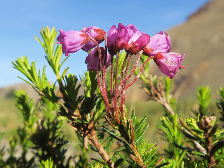pink mountain heather (Phyllodoce empetriformis) [Skyline Divide, Mt. Baker Wilderness, Whatcom County, Washington]