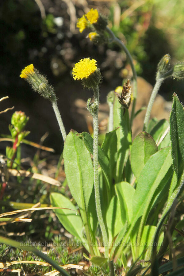 alpine hawkweed (Hieracium triste (Hieracium gracile) (Pilosella tristis)) [Skyline Divide, Mt. Baker Wilderness, Whatcom County, Washington]