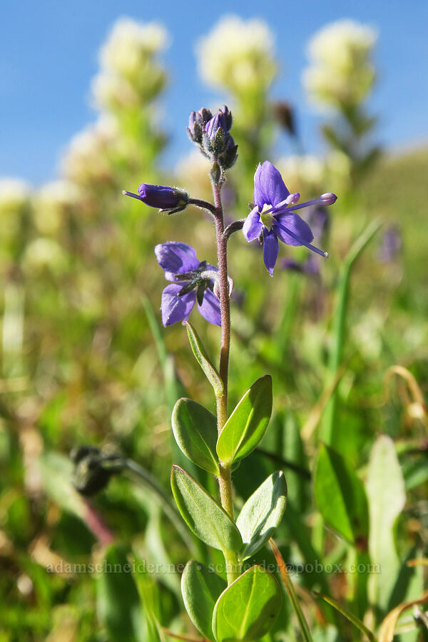 Cusick's speedwell (Veronica cusickii) [Skyline Divide, Mt. Baker Wilderness, Whatcom County, Washington]