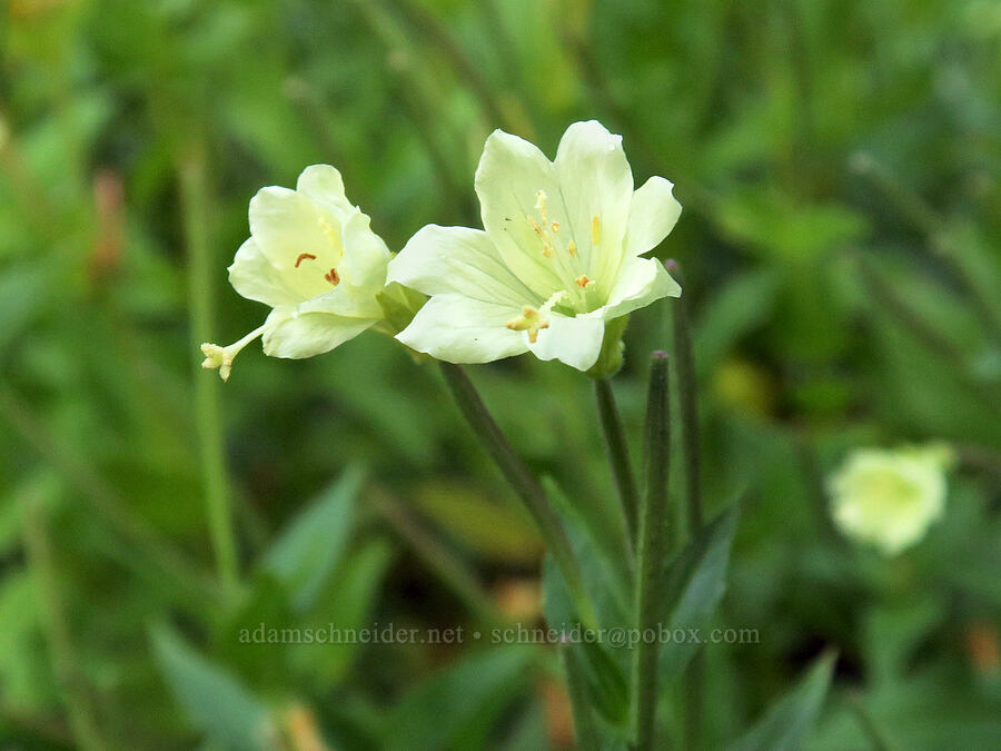 yellow willow-herb (Epilobium luteum) [Skyline Divide Trailhead, Mt. Baker-Snoqualmie National Forest, Whatcom County, Washington]
