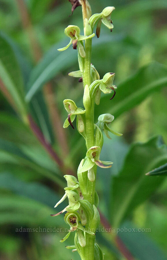 green orchid (Platanthera sp.) [Skyline Divide Trailhead, Mt. Baker-Snoqualmie National Forest, Whatcom County, Washington]