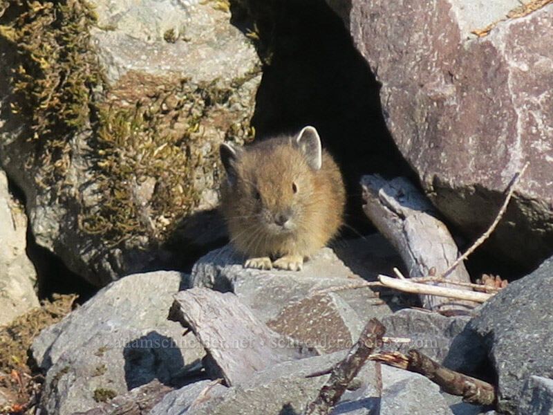 roadside pika (Ochotona princeps fenisex) [Comet Falls Trailhead, Mt. Rainier National Park, Pierce County, Washington]