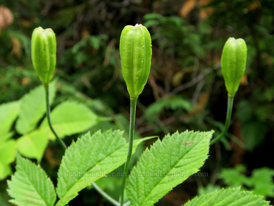 tiger lily seed pods (Lilium columbianum) [Comet Falls-Van Trump Trail, Mt. Rainier National Park, Pierce County, Washington]