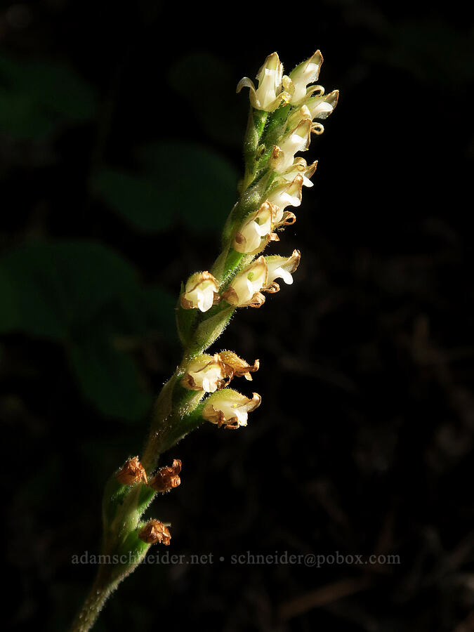 rattlesnake-plantain orchid (Goodyera oblongifolia) [Comet Falls-Van Trump Trail, Mt. Rainier National Park, Pierce County, Washington]