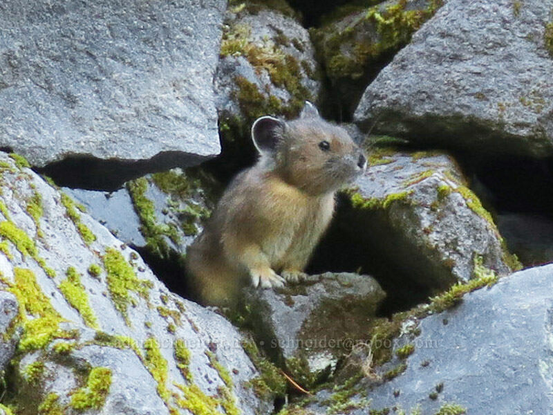 pika (Ochotona princeps fenisex) [Comet Falls-Van Trump Trail, Mt. Rainier National Park, Pierce County, Washington]
