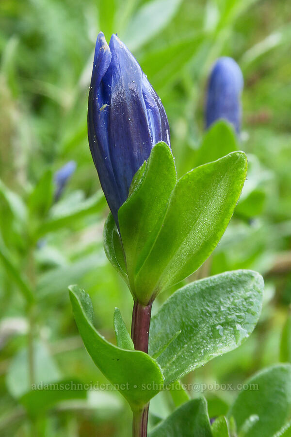 explorer's gentian (Gentiana calycosa) [Comet Falls-Van Trump Trail, Mt. Rainier National Park, Pierce County, Washington]