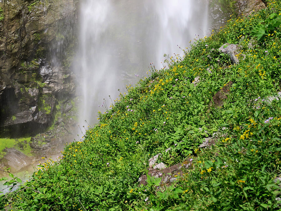 Comet Falls & wildflowers [Comet Falls-Van Trump Trail, Mt. Rainier National Park, Pierce County, Washington]