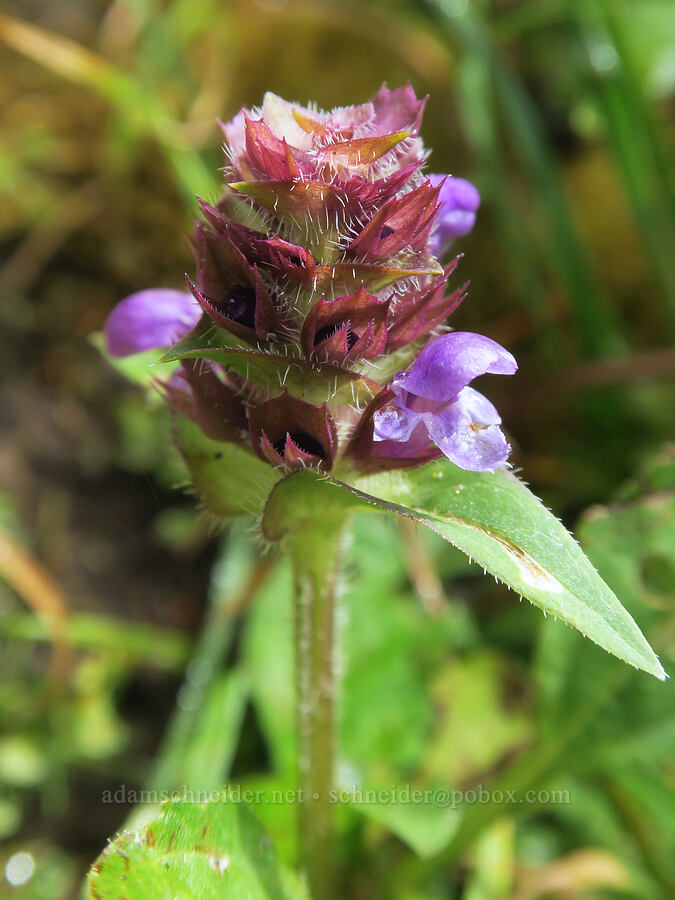 self-heal (Prunella vulgaris) [Comet Falls, Mt. Rainier National Park, Pierce County, Washington]