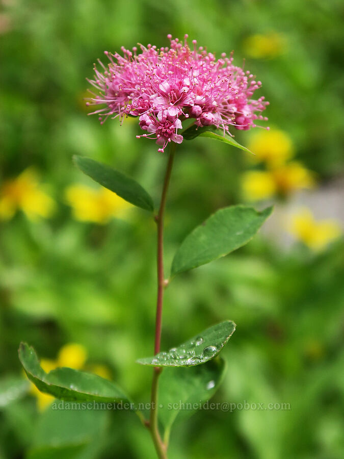 subalpine spirea (Spiraea splendens (Spiraea densiflora)) [Comet Falls, Mt. Rainier National Park, Pierce County, Washington]