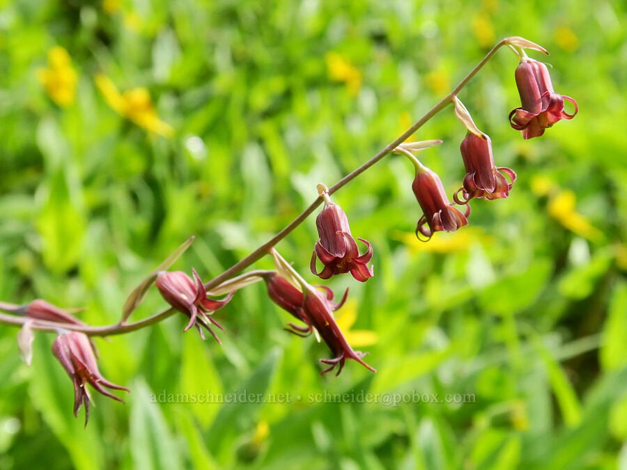 bronze bells (Anticlea occidentalis (Stenanthium occidentale)) [Comet Falls, Mt. Rainier National Park, Pierce County, Washington]