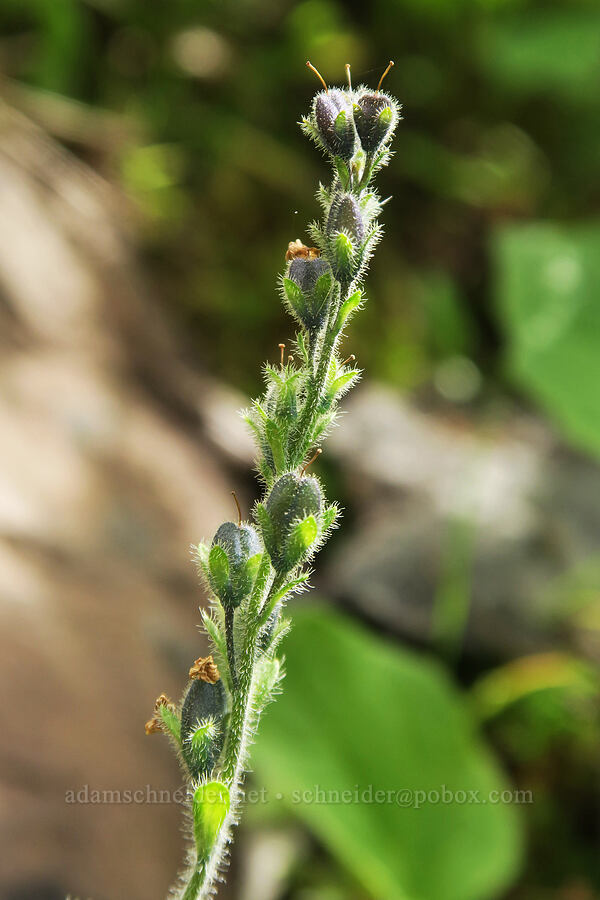 alpine speedwell, going to seed (Veronica wormskjoldii) [Comet Falls, Mt. Rainier National Park, Pierce County, Washington]