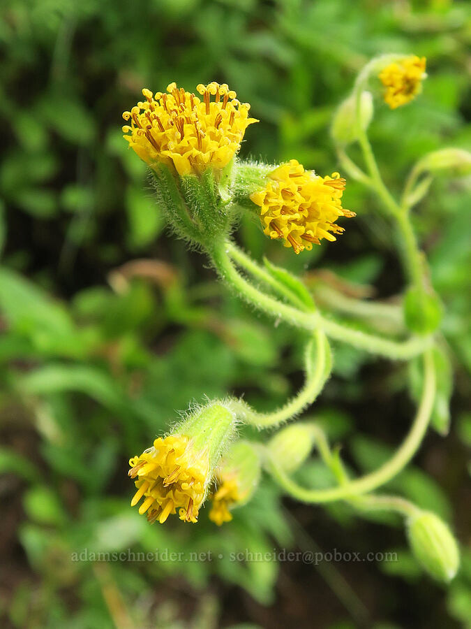 Parry's arnica (Arnica parryi) [Comet Falls-Van Trump Trail, Mt. Rainier National Park, Pierce County, Washington]