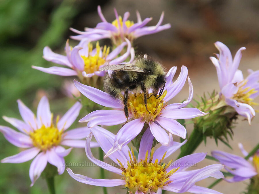 bumblebee on Cascade asters (Bombus sp., Doellingeria ledophylla (Eucephalus ledophyllus) (Aster ledophyllus)) [Van Trump Park Trail, Mt. Rainier National Park, Pierce County, Washington]