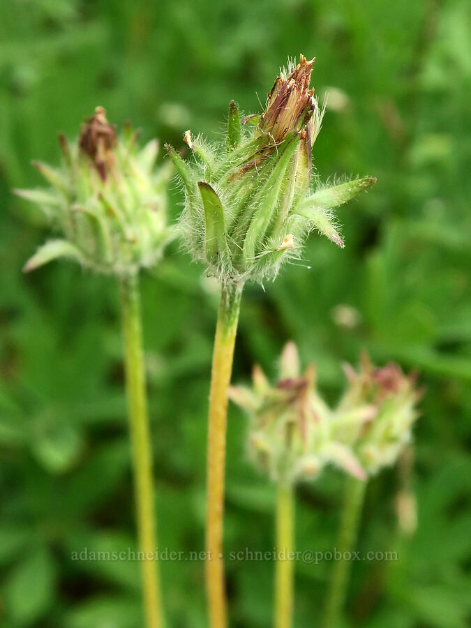 orange agoseris, going to seed (Agoseris aurantiaca) [Van Trump Park Trail, Mt. Rainier National Park, Pierce County, Washington]