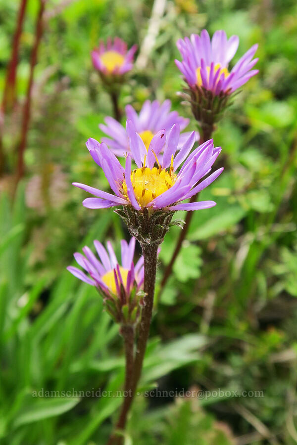 tundra asters (Oreostemma alpigenum var. alpigenum (Aster alpigenus)) [Van Trump Park Trail, Mt. Rainier National Park, Pierce County, Washington]