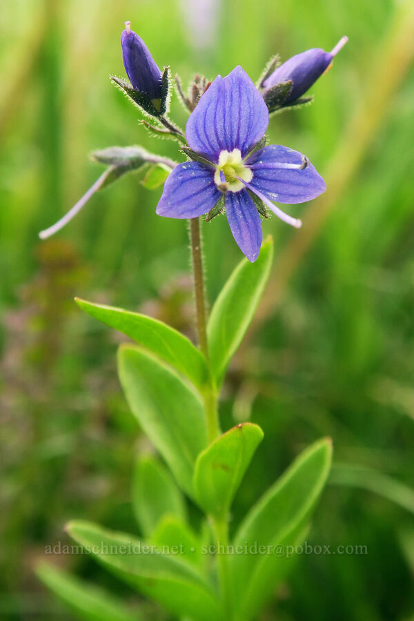 Cusick's speedwell (Veronica cusickii) [Van Trump Park, Mt. Rainier National Park, Pierce County, Washington]