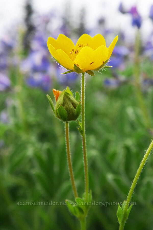 fan-leaf cinquefoil (Potentilla flabellifolia) [Van Trump Park, Mt. Rainier National Park, Pierce County, Washington]