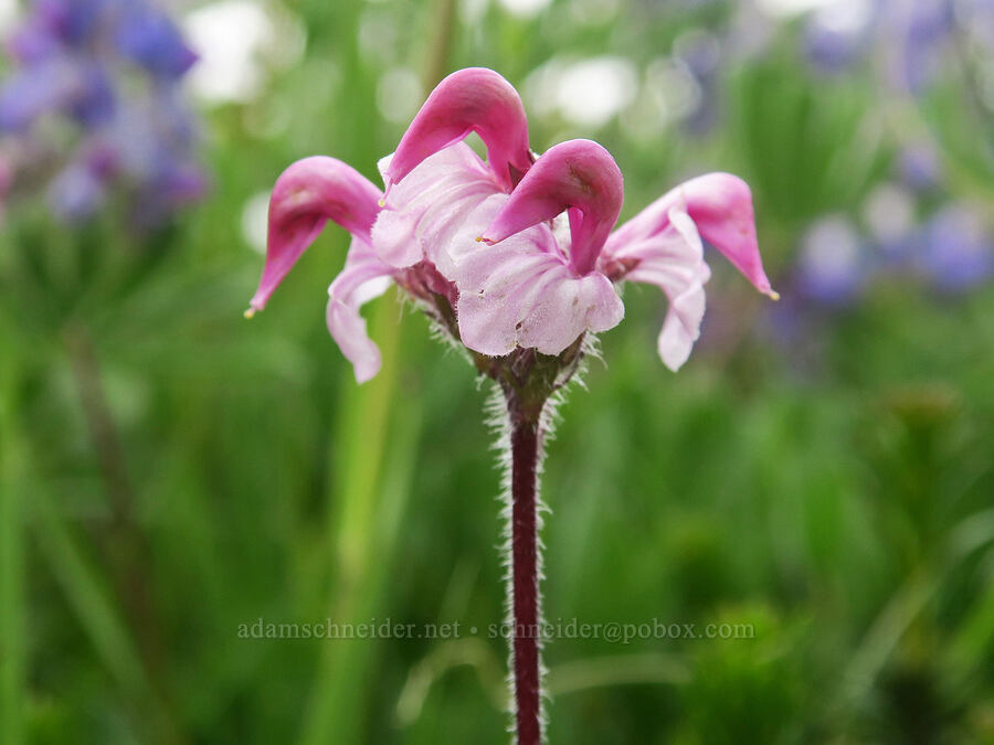very pale bird's-beak lousewort (Pedicularis ornithorhynchos (Pedicularis ornithorhyncha)) [Van Trump Park, Mt. Rainier National Park, Pierce County, Washington]