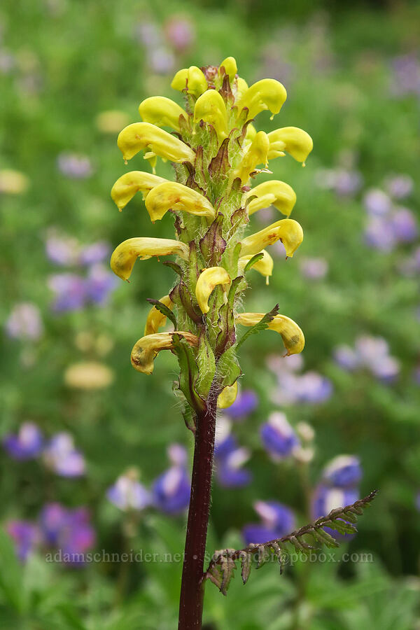 Mount Rainier lousewort (Pedicularis rainierensis) [Van Trump Park, Mt. Rainier National Park, Pierce County, Washington]