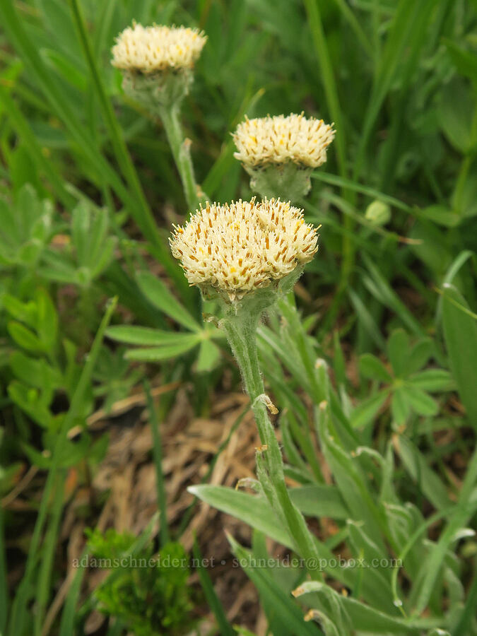 woolly pussy-toes (Antennaria lanata) [Van Trump Park, Mt. Rainier National Park, Pierce County, Washington]