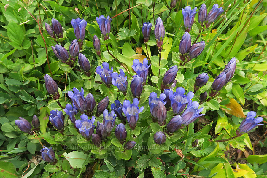 explorer's gentian (Gentiana calycosa) [Van Trump Park, Mt. Rainier National Park, Pierce County, Washington]
