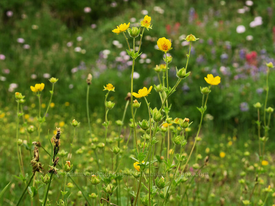 fan-leaf cinquefoil (Potentilla flabellifolia) [Van Trump Park, Mt. Rainier National Park, Pierce County, Washington]