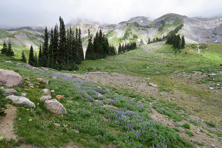 upper Van Trump Park [Van Trump Park, Mt. Rainier National Park, Pierce County, Washington]