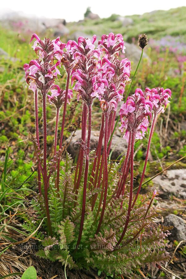 bird's-beak lousewort (Pedicularis ornithorhynchos (Pedicularis ornithorhyncha)) [Van Trump Park, Mt. Rainier National Park, Pierce County, Washington]